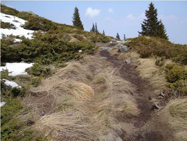 Vitosha Flowers